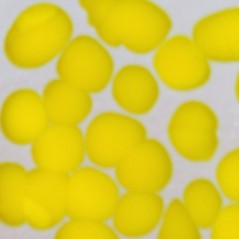 Frit - Opaque Yellow Extra Dense - Coarse - 1kg - for Float Glass