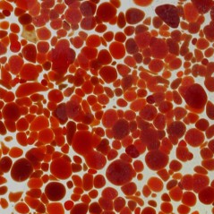 Frit - Dark Red - Fine - 1kg - for Float Glass